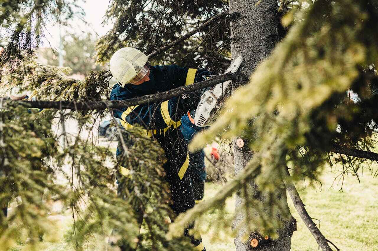 The Steps Involved in Our Tree Care Process in Mountain Park, GA